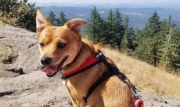 娱乐吃瓜酱小黄狗,揭秘娱乐圈那些不为人知的幕后故事